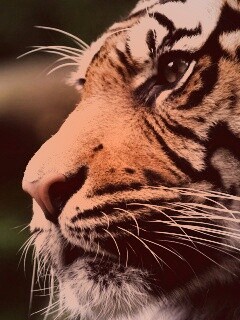 Взгляд тигра обои