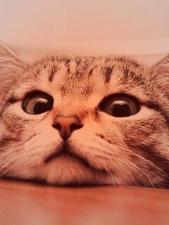 Любопытный котейка обои