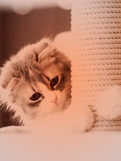 Пушистая кошка с когтеточкой обои