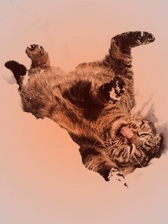 Кот валяется в снегу обои