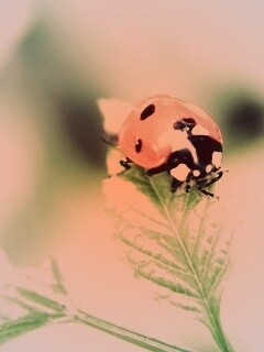 Божья коровка в макро обои