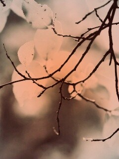 Осенние ветки без листьев обои