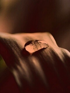 Капелька росы обои