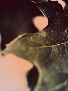 Темно-зеленый лист в макро обои