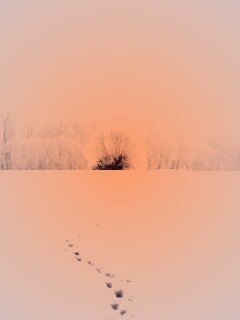 Следы на снегу обои