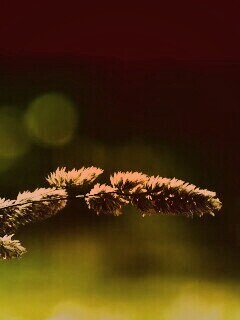 Травинка обои