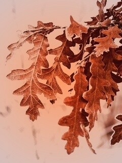 Дубовые листья обои