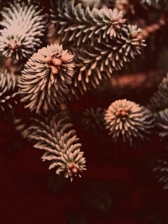 Хвойные иголки обои