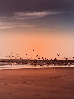 Стая птиц на пляже обои