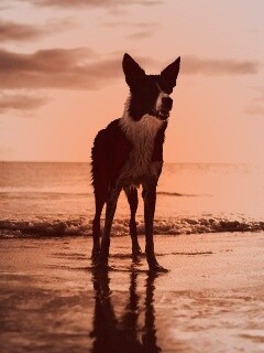 Собачка на пляже обои