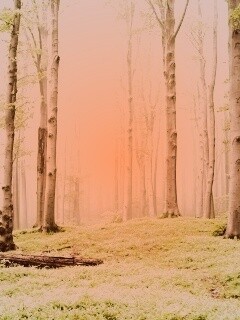 Опушка осинового леса обои