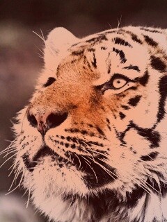 Амурский тигр обои