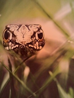 Змея в траве обои