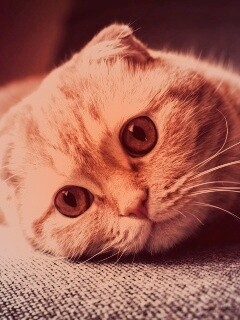 Скоттиш фолд рыжий обои