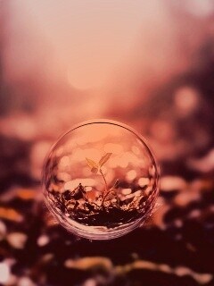 Росток в пузыре обои