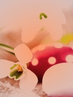 Белый цветок и яйца обои