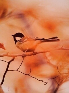 Синичка в желтой листве обои