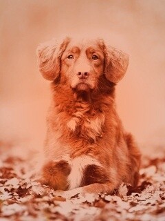 Осенний пес обои