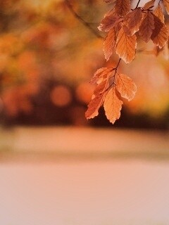 Осенний парк обои