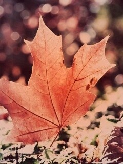 Желтый кленовый лист обои