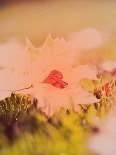 Листик в форме сердца обои