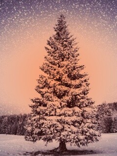 Ель в снегопад обои