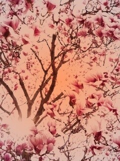 Магнолия обои