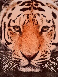 Купание тигра обои