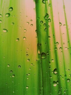 Капли на зеленом пластике обои