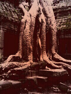 Мощные корни обои