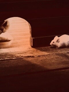 Кошки - мышки обои