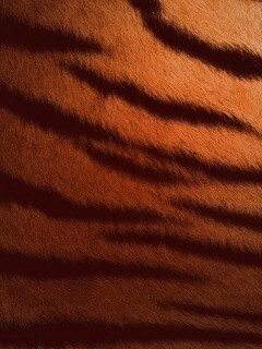 Шкура тигра обои