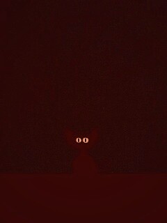 Чёрный кот в ночи обои