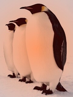 Слет пингвинов обои