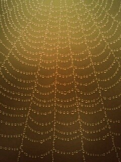 Роса на паутине обои