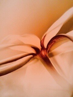 Цветок обои