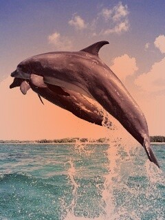 Дельфины обои
