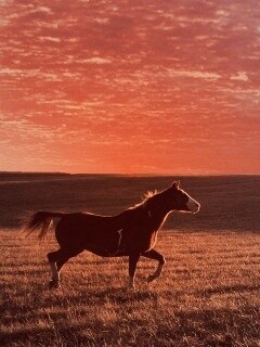 Мустанг обои