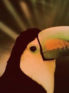 Грустный желтогрудый тукан обои