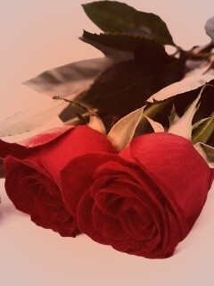 Красные розы обои