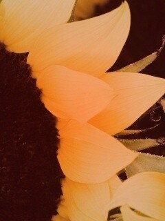 Подсолнухи обои