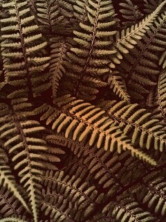 Папоротник обои