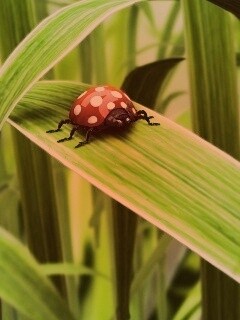 Милая божья коровка робот обои