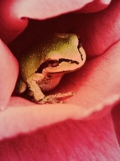 Куда это ты смотришь? обои