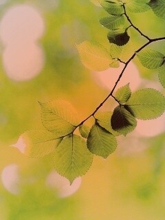 Зеленая ветка с листьями обои