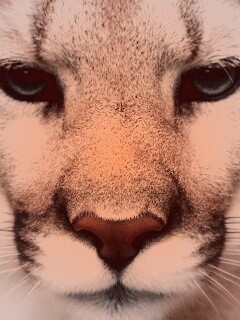 Взгляд большой кошки обои