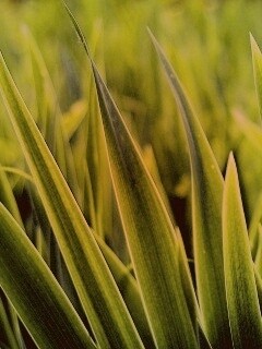 Идеальная зелень обои