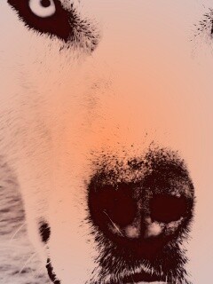 Сибирский хаски обои