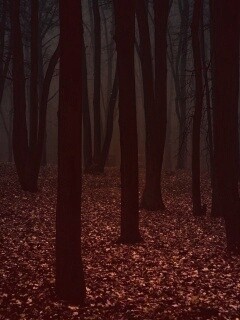 Таинственный лес обои