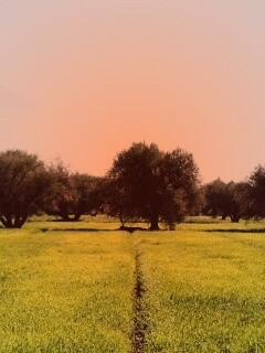 Зеленое поле обои